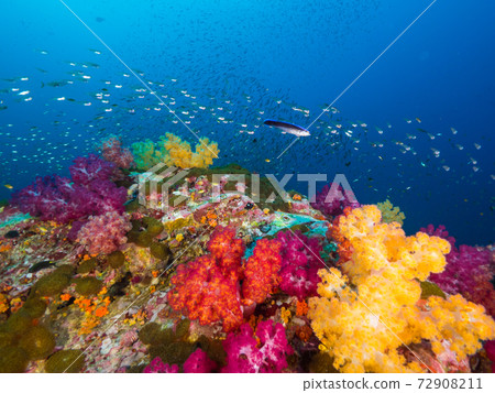 Colorful soft corals (thorns) and school of fish (Mergui Archipelago, Myanmar) 72908211