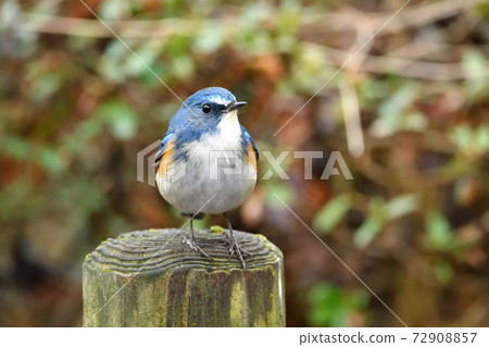 Ruribitaki ♂ front 72908857