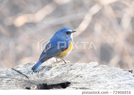 Red-flanked Bluetail ♂ Back view 72908858