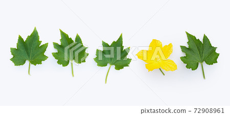 Winter melon leaves with flower on white background. Winter melon leaves with flower on white background. 72908961