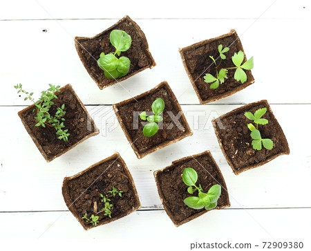 Young herb seedlings in pots, top view, flat lay 72909380