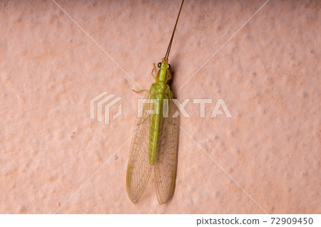 Typical Green Lacewing Typical Green Lacewing 72909450