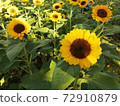 A field of sunflower  were blooming in the morning 72910879