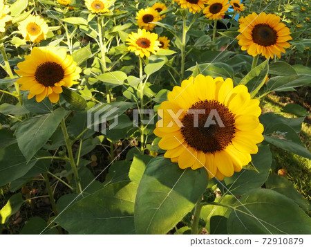 A field of sunflower  were blooming in the morning 72910879