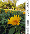 The yellow sunflowers in garden were blossom ,looked delighted 72910880