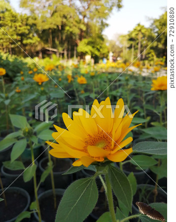 The yellow sunflowers in garden were blossom ,looked delighted The yellow sunflowers in garden were blossom ,looked delighted 72910880