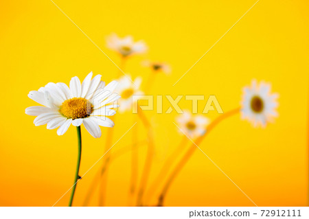 Still life Stock photography images 72912111