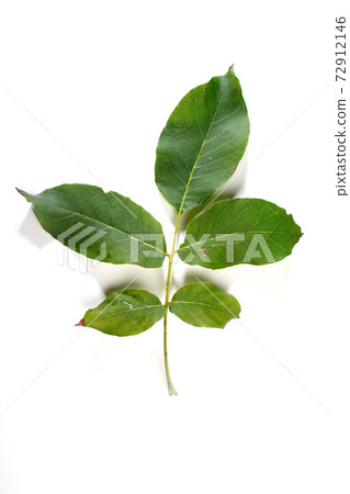 Still life Stock photography images 72912146