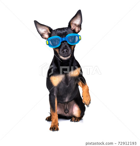 dog swim goggles in pool 72912193