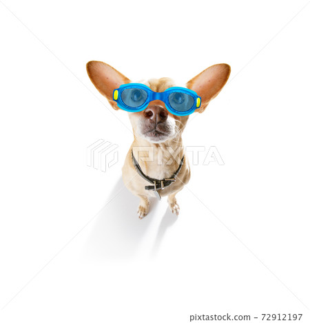 dog swim goggles in pool dog swim goggles in pool 72912197