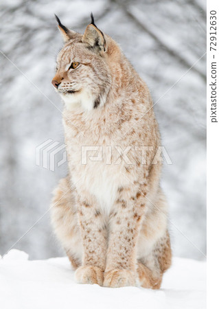 Close portrait of beautiful lynx cat in the winter snow 72912630