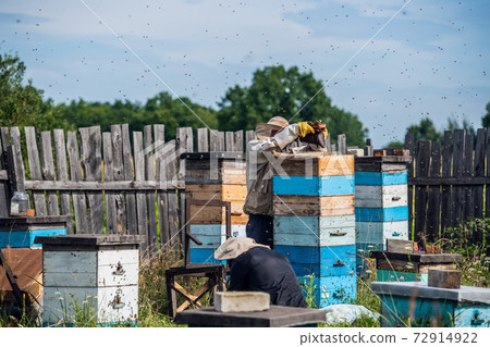 Beekeeping, an elderly man in protective outfit fumigates bees removes honeycombs from hives to check honey harvest in apiary on a sunny day. 72914922