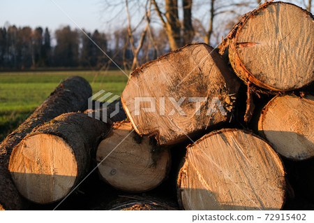 Piled cut tree trunks for timber trade on a field 72915402