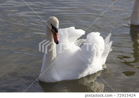 One white swan on the swan lake. The graceful bird swam to the shore for feeding. 72915424