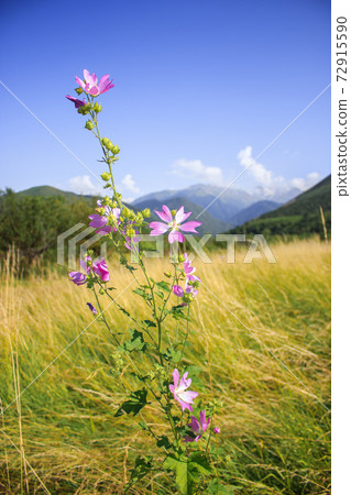 Mallow moschata species of mallow that grows in meadows and ditches of Tian Shan mountainous areas 72915590