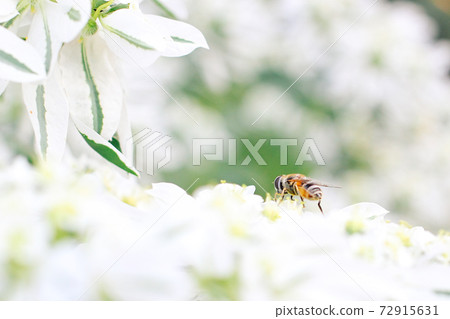 Little bee sitting on a white flower. Spring time concept. 72915631