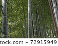 Bamboo bush 72915949