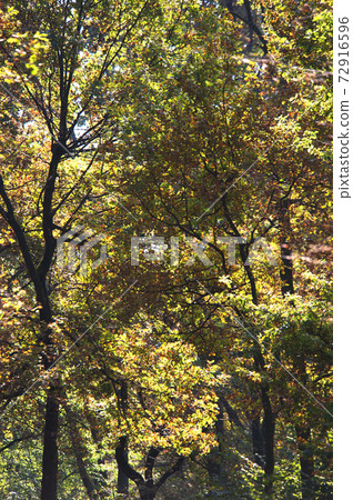 Still life photography images 72916596