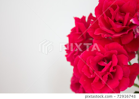Postcard with peony and rose petals close-up. Red flowers on a white background with place for text. Cover for paper products Postcard with peony and rose petals close-up. Red flowers on a white background with place for text. Cover for paper products 72916748