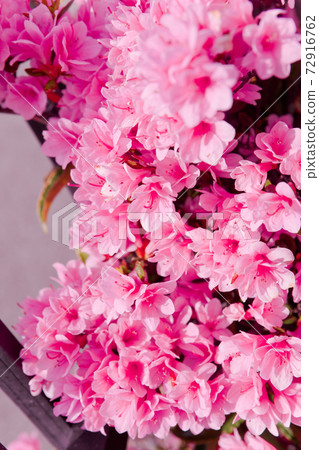 Pink azalea Pink azalea 72916762