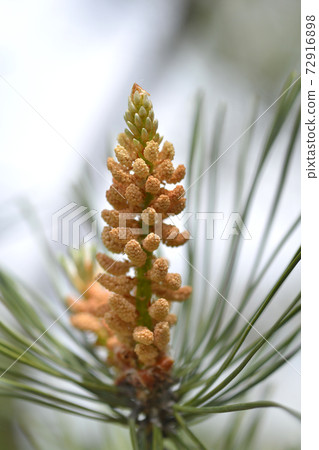 Eastern white pine 72916898