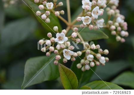 Laurustinus 72916923