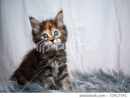 calico maine coon kitten portrait with copy space 72917541