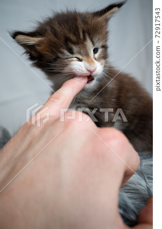 tiny maine coon kitten biting finger of human hand 72917543