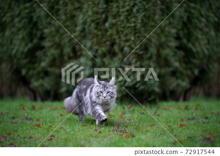 silver tabby maine coon cat walking on grass with copy space 72917544