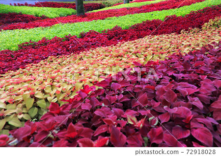 科里烏斯花園10 72918028
