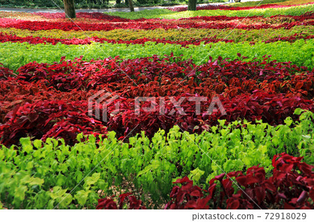 科里烏斯花園11 72918029