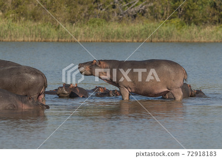 HIPPOPOTAMUS AMPHIBIUS, South Africa HIPPOPOTAMUS AMPHIBIUS, South Africa 72918183