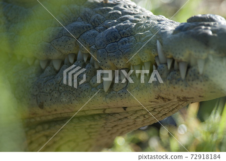 Nile cocodrile Nile cocodrile 72918184
