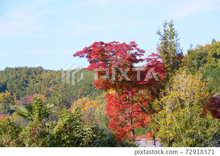 Bright autumn leaves Japanese maple Bright autumn leaves Japanese maple 72918371