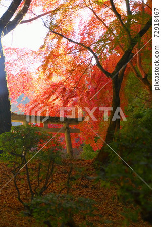 Bright Iroha maple autumn leaves Bright Iroha maple autumn leaves 72918467