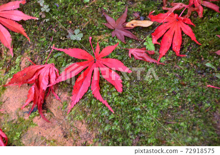 Daikozenji Temple: Fallen leaves Daikozenji Temple: Fallen leaves 72918575