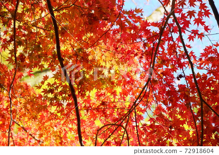 Bright golden Japanese maple autumn leaves 72918604