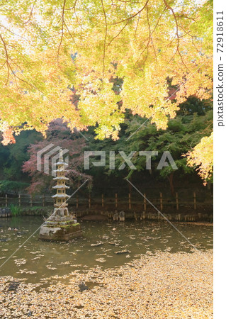 Shining golden maple Shining golden maple 72918611