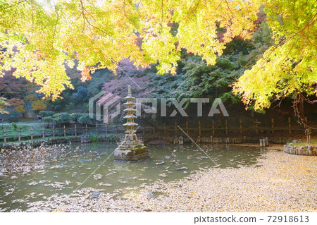 Shining golden maple Shining golden maple 72918613