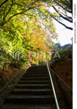 Shining golden maple 72918685