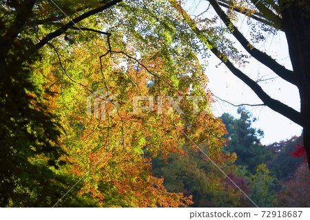 Shining golden maple Shining golden maple 72918687