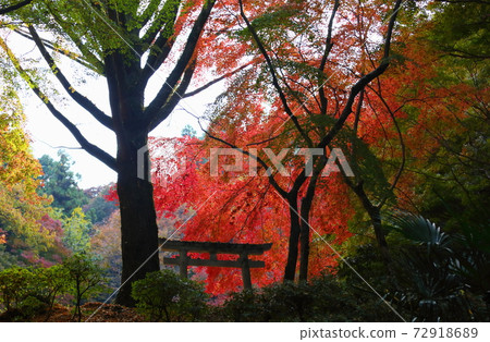 Bright Iroha maple autumn leaves 72918689
