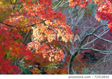 Bright Iroha maple autumn leaves 72918692