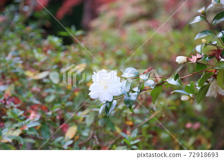 Sasanqua花 Sasanqua花 72918693