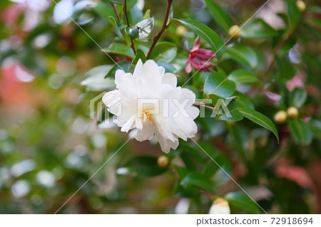 Sasanqua flowers 72918694