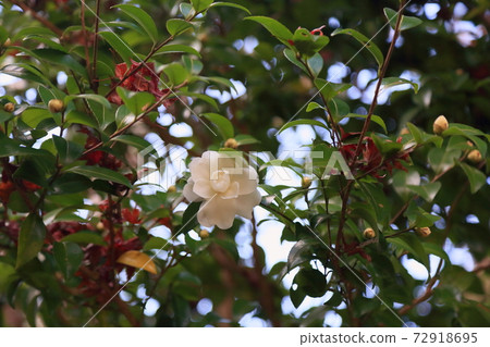 Sasanqua flowers 72918695