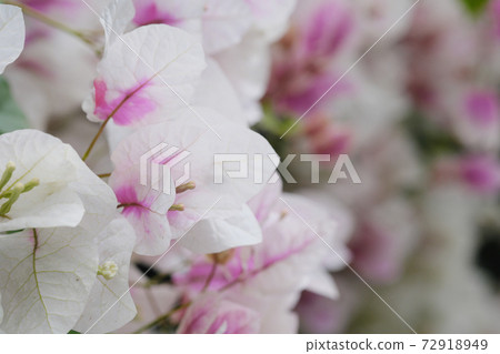 九重葛像天使一樣美麗 九重葛像天使一樣美麗 72918949