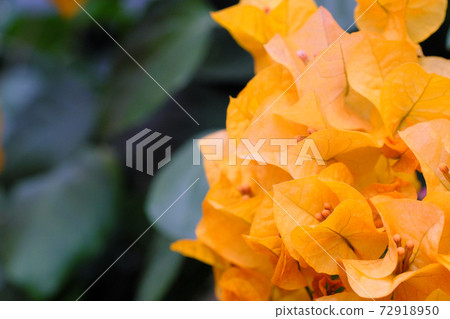 橙色九重葛的特寫鏡頭材料 72918950
