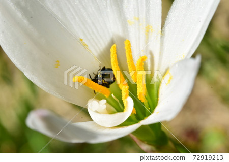 Ruri Marni beetle 72919213