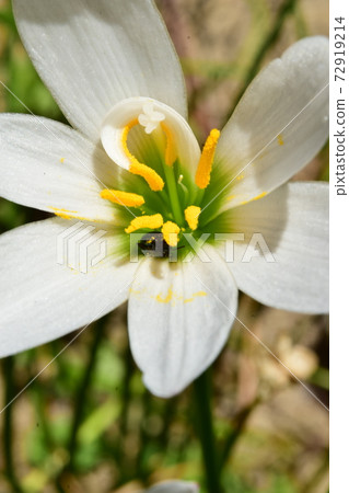 Autumn zephyrlily and Rurimaru flea beetle 72919214